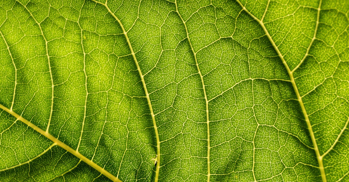 découvrez l'écologie, une science essentielle qui explore les relations entre les organismes vivants et leur environnement. apprenez comment préserver notre planète grâce à des pratiques durables et à une compréhension approfondie des écosystèmes.