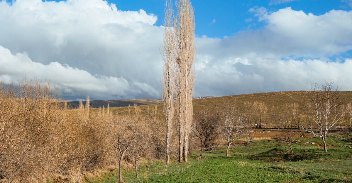 découvrez l'écotourisme, une forme de voyage responsable qui préserve l'environnement et promeut les cultures locales. explorez des destinations uniques tout en contribuant à la protection de la nature et au développement durable.