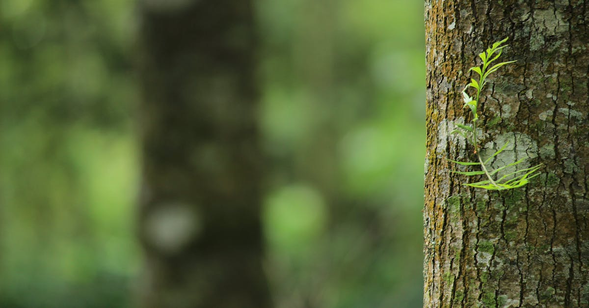 découvrez la beauté intemporelle de la nature : des paysages époustouflants, une biodiversité riche et des écosystèmes fascinants. plongez dans l'univers naturel et explorez les merveilles de notre planète.