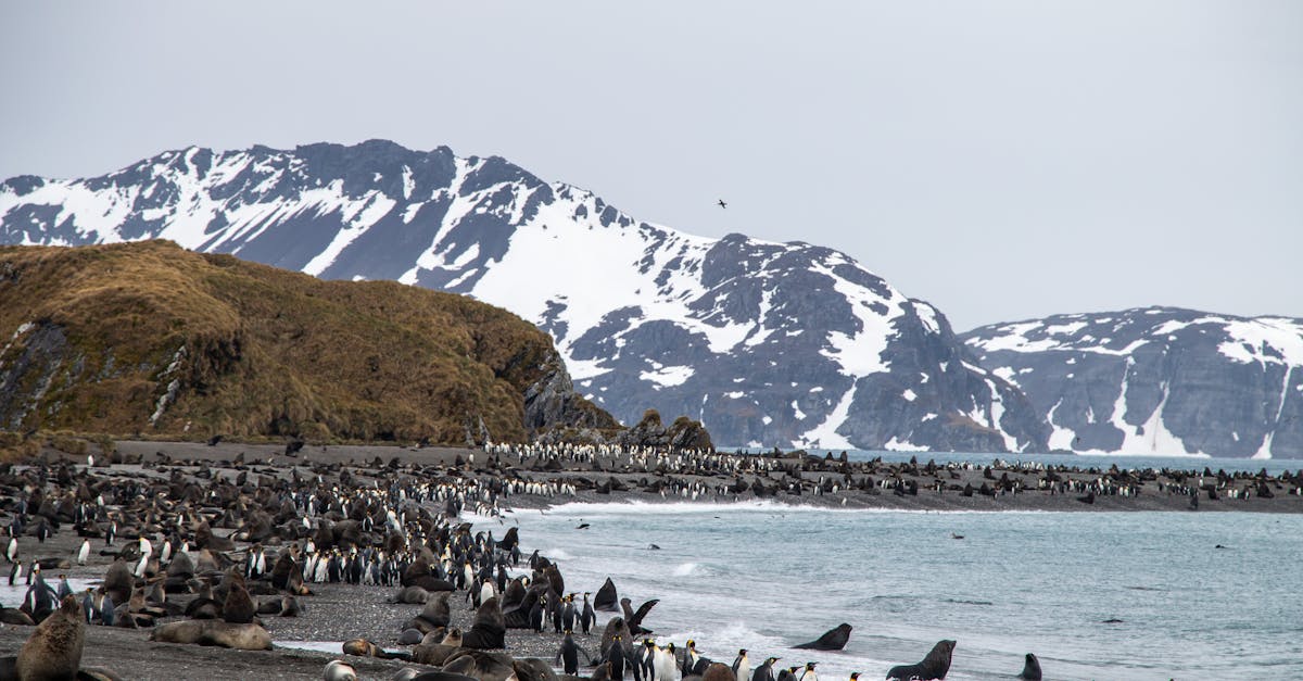 découvrez l'importance de la biodiversité pour notre planète. apprenez comment la diversité des espèces et des écosystèmes contribue à l'équilibre de la nature, à la santé humaine et au bien-être de notre environnement. explorez des initiatives pour préserver la biodiversité et agir pour un avenir durable.