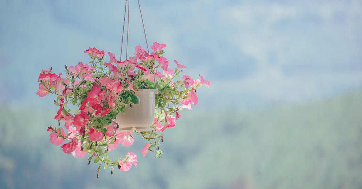 découvrez la beauté saisissante de la nature à travers ses paysages, sa faune et sa flore. plongez dans un univers riche en couleurs, textures et sons, et apprenez comment préserver ce trésor naturel pour les générations futures.