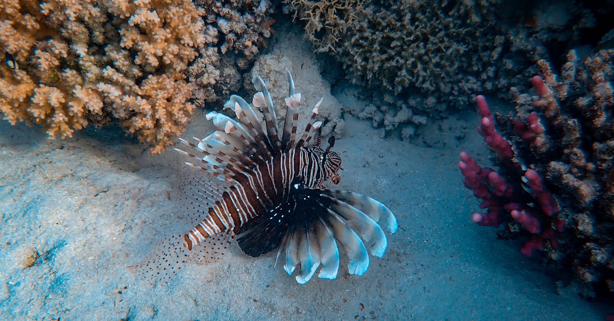 découvrez l'importance de la préservation des écosystèmes locaux et comment chaque individu peut contribuer à la protection de la biodiversité. engagez-vous pour une planète plus saine et durable.