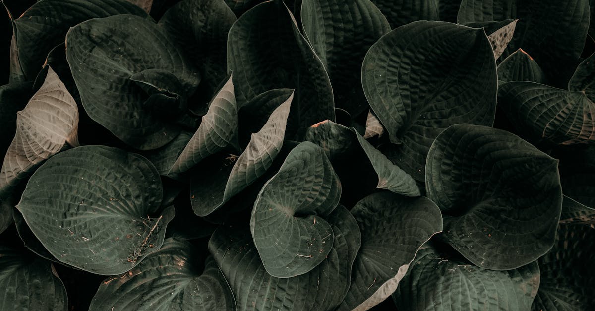 découvrez l'harmonie de la nature avec nos jardins naturels, où la biodiversité s'épanouit et où chaque plante contribue à un écosystème équilibré. inspirez-vous de nos conseils pour créer un espace extérieur durable et esthétique.