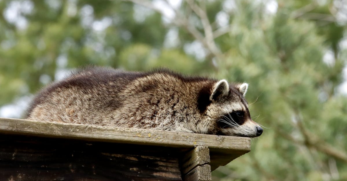 découvrez l'importance cruciale de la biodiversité pour notre planète. explorez comment la diversité des espèces et des écosystèmes contribue à l'équilibre écologique, à la santé humaine et à notre avenir. engagez-vous pour protéger notre patrimoine naturel.
