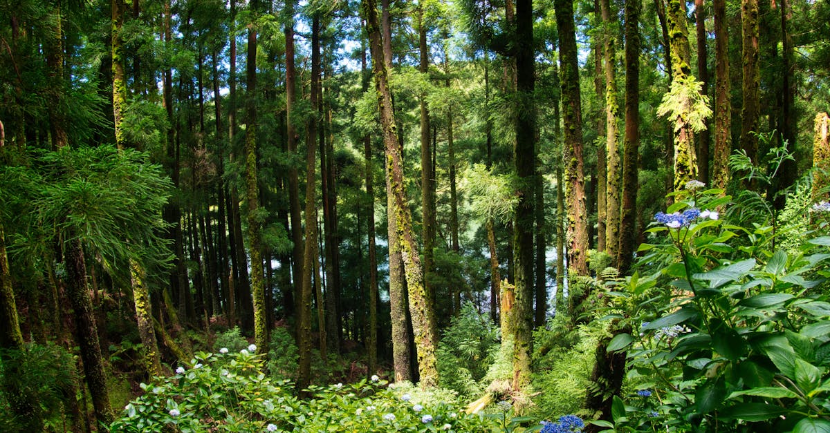 découvrez les merveilles de la nature à travers une exploration authentique et immersive. partez à l'aventure et laissez-vous séduire par la biodiversité et les paysages époustouflants qui vous entourent.