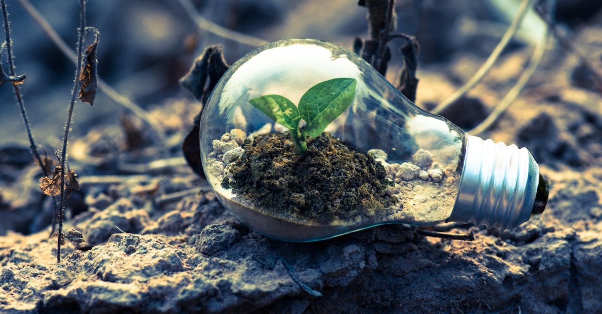 découvrez les enjeux du développement durable : un équilibre entre croissance économique, justice sociale et protection de l'environnement. explorez les pratiques et les initiatives qui favorisent un avenir responsable et respectueux des ressources de notre planète.