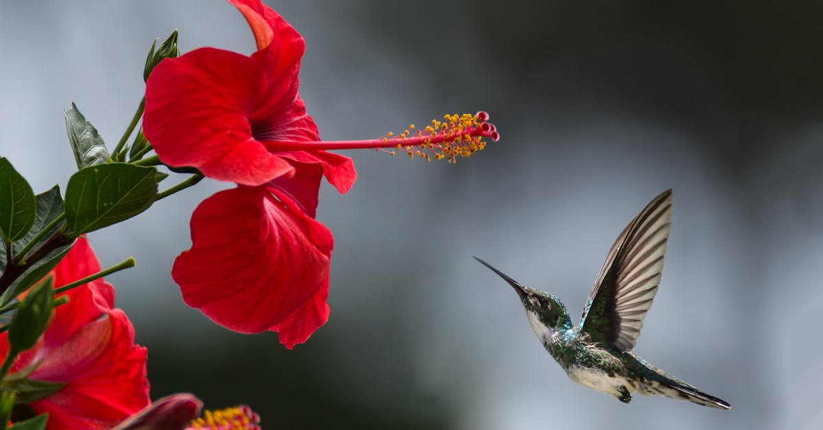 découvrez la beauté et la diversité de la nature à travers des paysages époustouflants, une faune fascinante et la flore riche. explorez les merveilles du monde naturel et apprenez comment préserver notre environnement.
