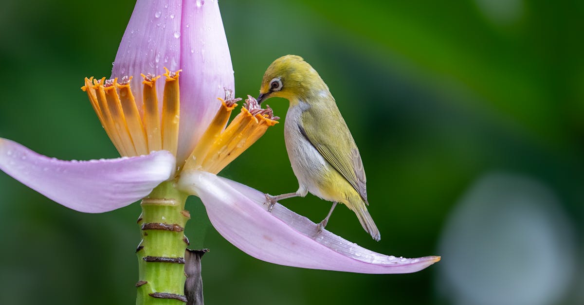 découvrez l'importance de la biodiversité et son rôle crucial dans le maintien des écosystèmes. explorez les menaces qui pèsent sur la biodiversité et les actions possibles pour la préserver.
