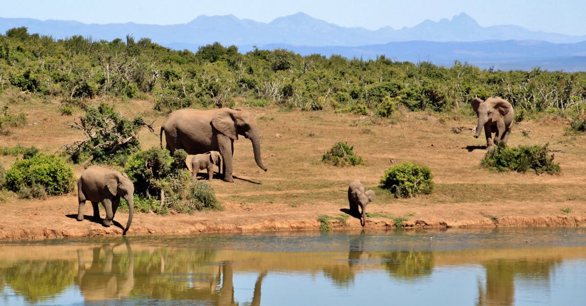 découvrez l'importance de la préservation des écosystèmes locaux et apprenez comment protéger la biodiversité de notre environnement. engagez-vous pour un avenir durable en soutenant les initiatives écologiques et en participant à la conservation de nos richesses naturelles.