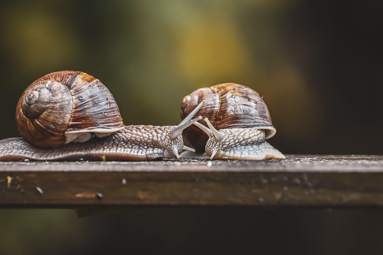découvrez le slow tourism, une approche de voyage authentique qui privilégie la lenteur, la découverte en profondeur des lieux, et le respect de l'environnement pour une expérience enrichissante et durable.
