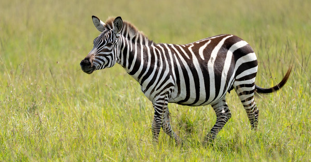 découvrez les paysages protégés, des espaces naturels préservés qui abritent une biodiversité riche et variée. explorez ces havres de paix et apprenez l'importance de leur protection pour notre planète.