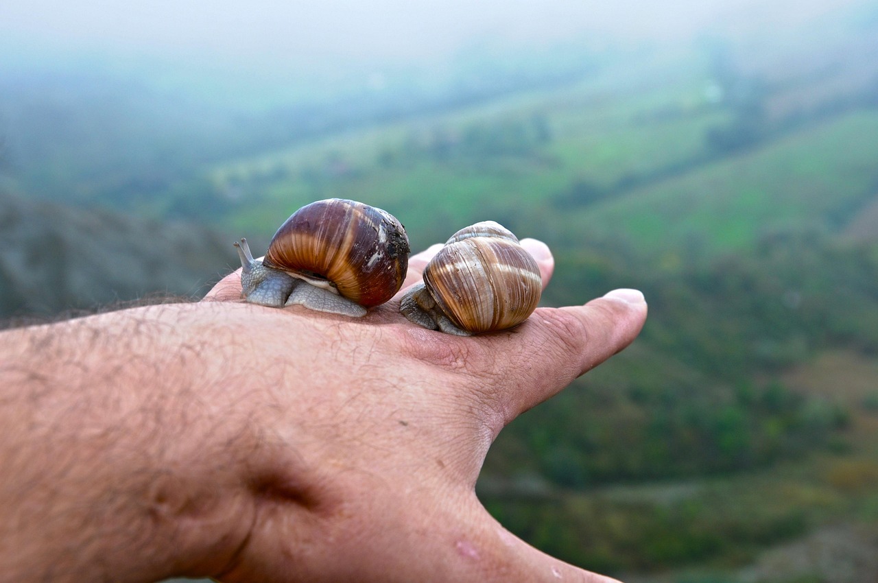 découvrez le slow travel, une approche de voyage qui privilégie la lenteur, l'immersion culturelle et le respect des lieux pour des expériences authentiques et enrichissantes.