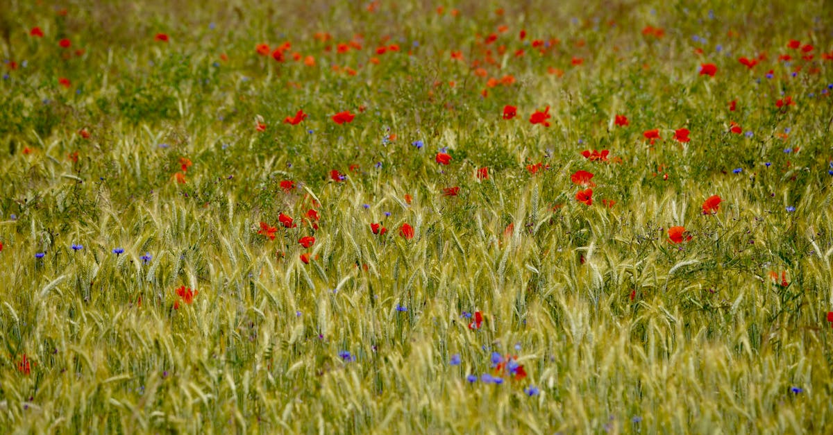 découvrez l'importance de la biodiversité pour notre planète. apprenez comment la diversité des espèces contribue à l'équilibre des écosystèmes et à la régénération de notre environnement. unissez-vous à la préservation de la richesse naturelle qui soutient la vie sur terre.
