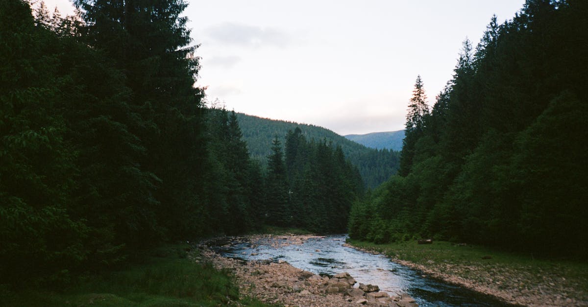 découvrez l'écotourisme : une aventure responsable qui allie exploration de la nature et préservation de l'environnement. partez à la découverte de paysages préservés, de cultures locales riches et participez à des initiatives durables pour un voyage respectueux et enrichissant.