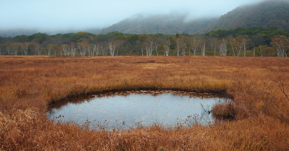 découvrez comment la préservation de l'environnement joue un rôle crucial dans la protection de notre planète. explorez des initiatives, des conseils et des actions concrètes pour participer à la sauvegarde de la biodiversité et lutter contre le changement climatique.