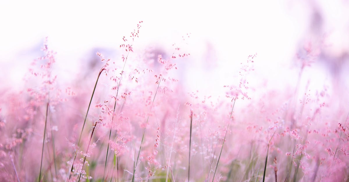 découvrez la beauté et la diversité de la nature à travers nos articles, photographies et conseils pour apprécier et préserver notre environnement. plongez dans un monde fascinant d'écosystèmes, de faune et de flore.
