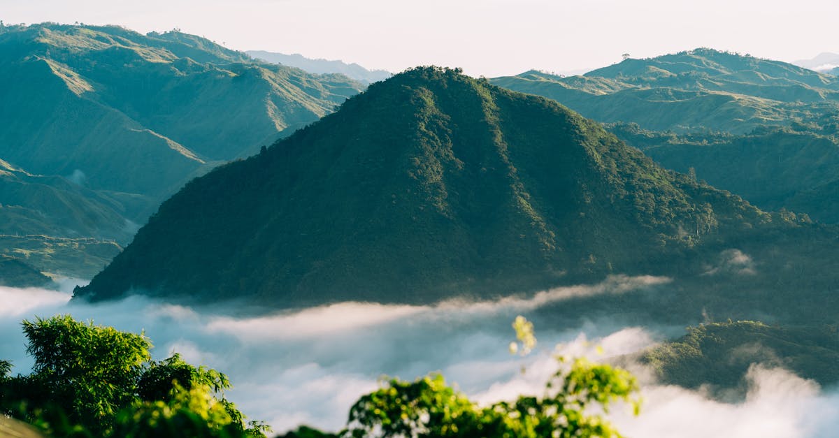 découvrez l'importance de la biodiversité et son rôle essentiel dans l'équilibre des écosystèmes. explorez les menaces qui pèsent sur la biodiversité et les actions nécessaires pour la protéger et préserver notre planète.