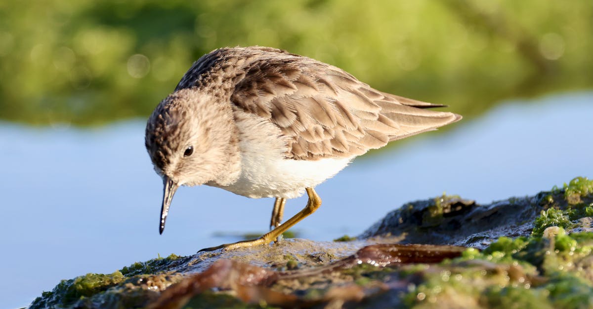 découvrez l'écotourisme, une manière durable de voyager qui respecte l'environnement et les cultures locales. explorez des destinations uniques tout en contribuant à la préservation de la nature et en soutenant les communautés. engagez-vous dans une aventure authentique et éthique.