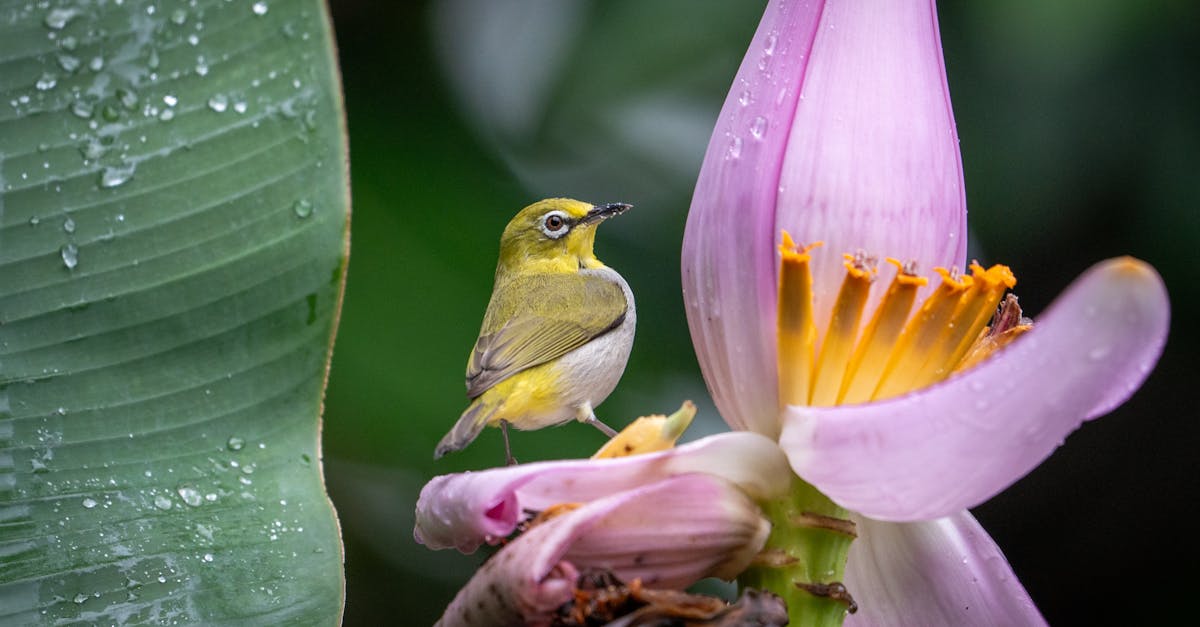 découvrez la richesse de la biodiversité, un ensemble fascinant d'espèces et d'écosystèmes qui composent notre planète. explorez l'importance de la préservation de la faune et de la flore pour un avenir durable.