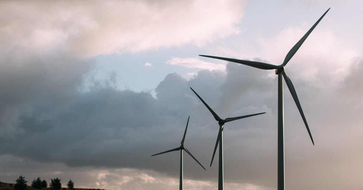 découvrez l'importance de l'écologie et son impact sur notre environnement. apprenez comment préserver la biodiversité, lutter contre le changement climatique et adopter des pratiques durables au quotidien.