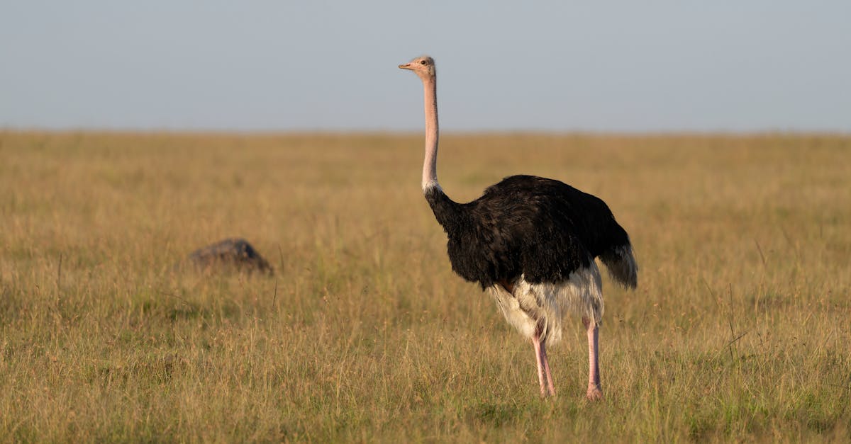 découvrez les paysages protégés, véritables trésors de la nature, préservés pour leur biodiversité exceptionnelle et leur beauté naturelle. explorez ces espaces uniques et engagez-vous pour leur protection.
