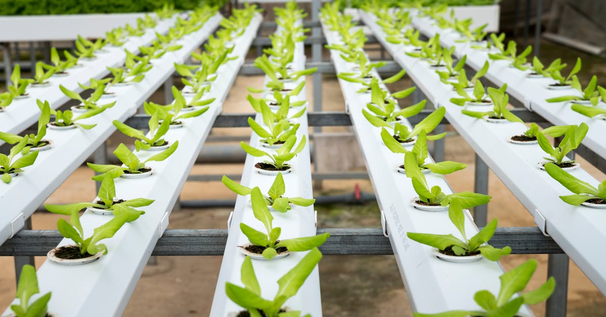découvrez des solutions d'innovation durable qui allient technologie, écologie et responsabilité sociale. explorez comment les entreprises transforment leurs pratiques pour un avenir plus respectueux de l'environnement.