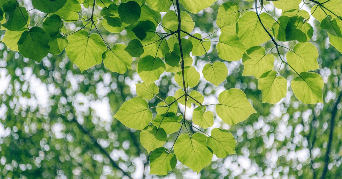 découvrez l'écologie, une discipline essentielle qui étudie les interactions entre les organismes et leur environnement. explorez les enjeux de la biodiversité, de la conservation des ressources et des solutions durables pour un avenir plus vert. engagez-vous pour la protection de notre planète !