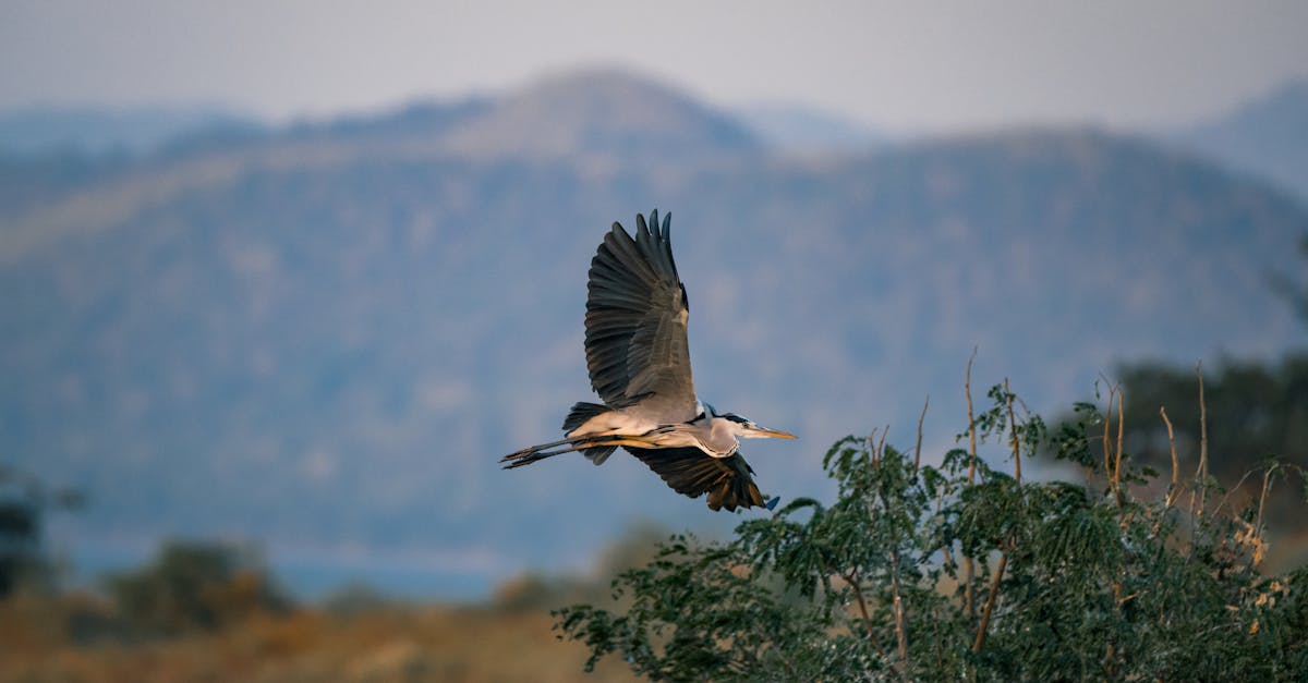 découvrez le tourisme durable : une approche respectueuse de l'environnement qui favorise la préservation des ressources naturelles tout en offrant des expériences authentiques et enrichissantes. engagez-vous pour un avenir responsable des voyages et soutenez les communautés locales.
