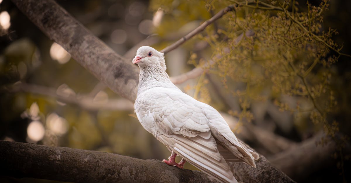 découvrez la richesse de la biodiversité, essentielle à notre écosystème et à notre bien-être. apprenez comment préserver les espèces et leur habitat pour un avenir durable.
