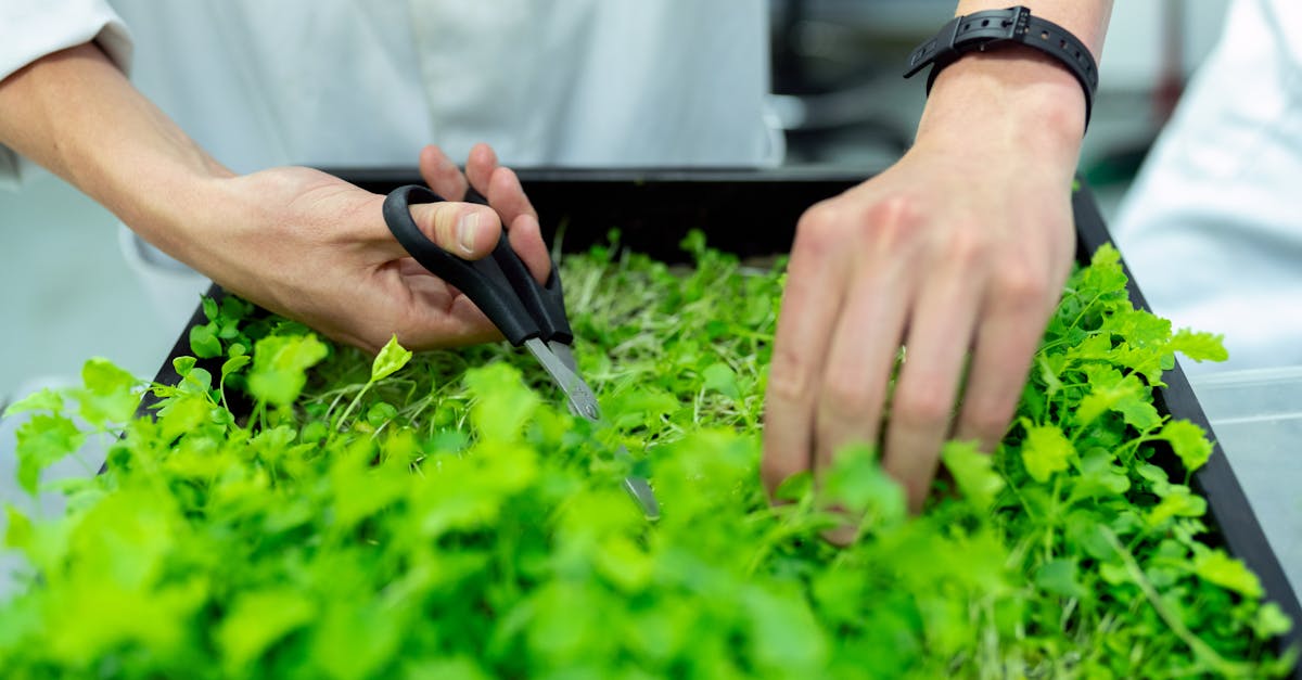 découvrez comment la durabilité transforme notre monde. explorez des pratiques écoresponsables, des innovations vertes et des conseils pour un mode de vie plus durable, tout en préservant notre planète pour les générations futures.