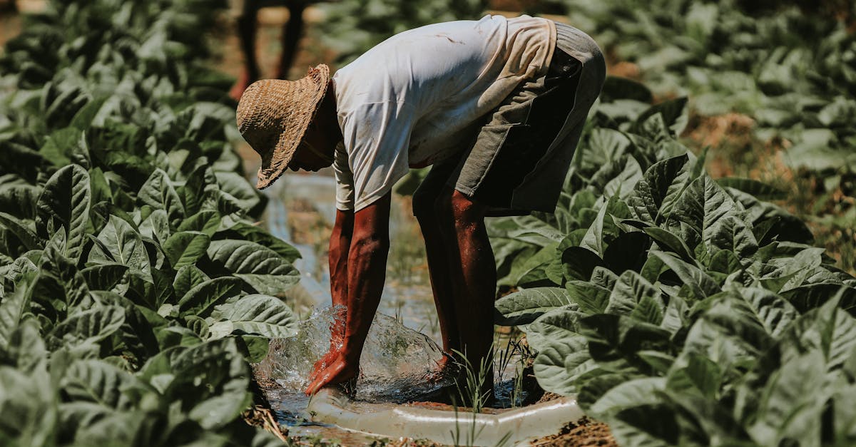 découvrez la richesse de la culture locale à travers ses traditions, sa gastronomie, ses événements et ses artistes. plongez dans l'authenticité des pratiques culturelles qui font la fierté des communautés et favorisent les échanges. explorez un monde de diversité et d'inspiration au cœur de votre région.