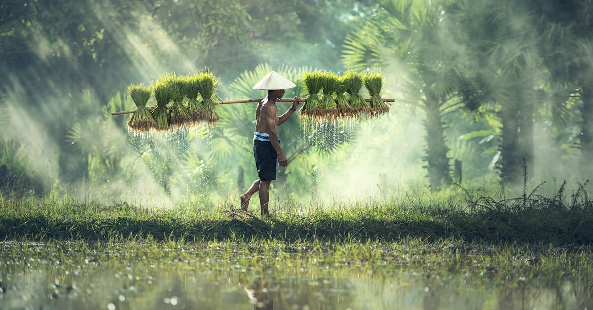 découvrez comment les traditions durables façonnent notre avenir. explorez des pratiques respectueuses de l'environnement, des savoir-faire ancestraux et des modes de vie qui préservent notre planète tout en célébrant notre patrimoine culturel.