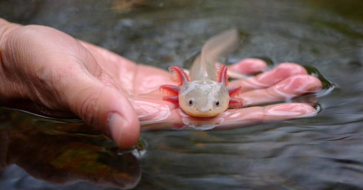 découvrez la richesse de la biodiversité : un écosystème dynamique qui englobe la diversité des espèces, des habitats et des interactions naturelles. apprenez pourquoi la préservation de la biodiversité est essentielle pour notre avenir et comment chacun peut contribuer à sa protection.