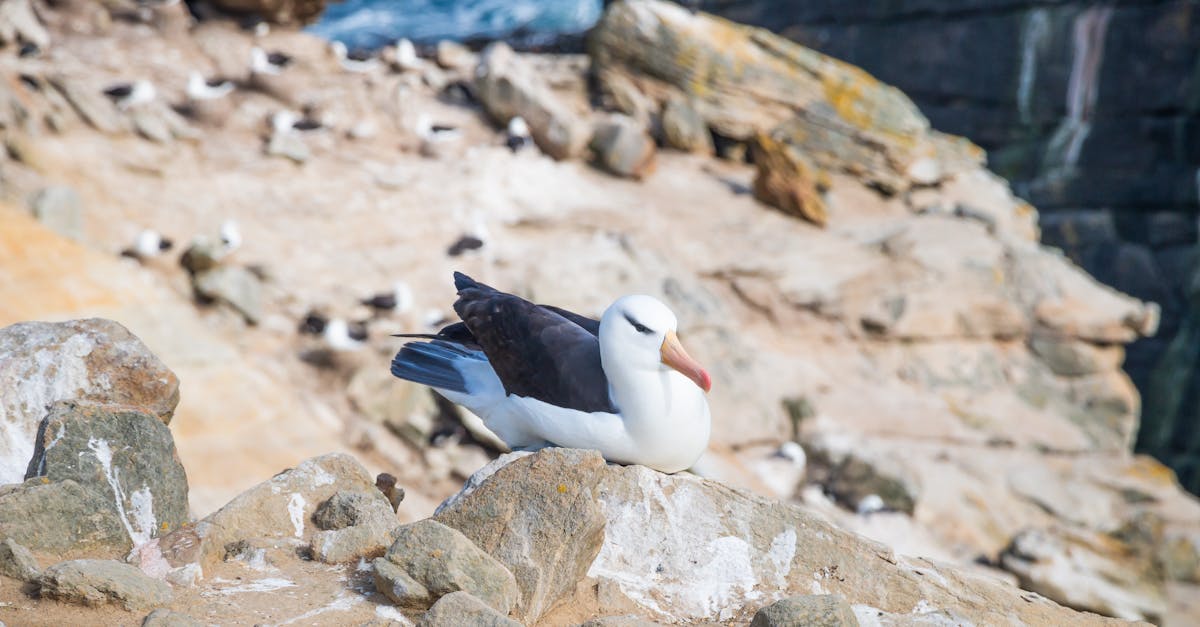 découvrez l'importance de la biodiversité pour notre planète et les efforts nécessaires pour la préserver. apprenez comment chaque espèce contribue à l'équilibre des écosystèmes et pourquoi il est crucial de protéger notre patrimoine naturel.