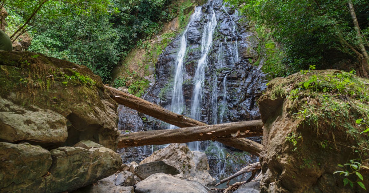 découvrez l'écotourisme, une approche de voyage durable qui préserve la nature tout en offrant des expériences authentiques. explorez des destinations écologiques, engagez-vous dans des pratiques responsables et revitalisez votre esprit en harmonie avec l'environnement.