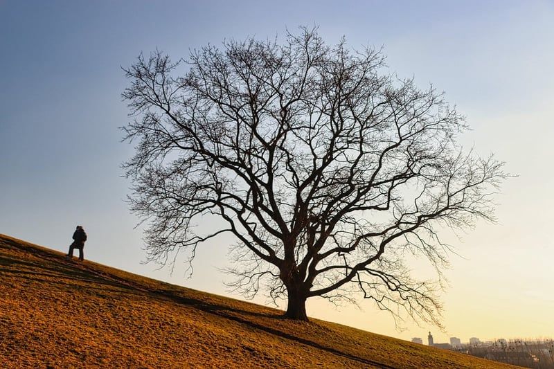Sentiers de découverte : un guide pour explorer la nature autrement