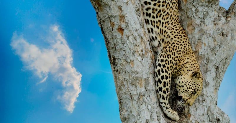 Les paysages préservés : un trésor à protéger