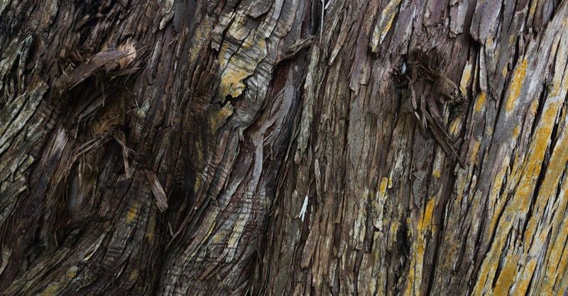 Découverte fascinante de la faune : un voyage au cœur de la biodiversité