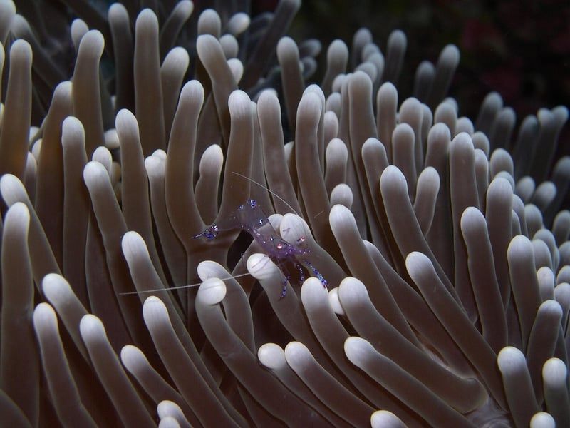 Voyage au contact : découvrez les cultures locales en profondeur