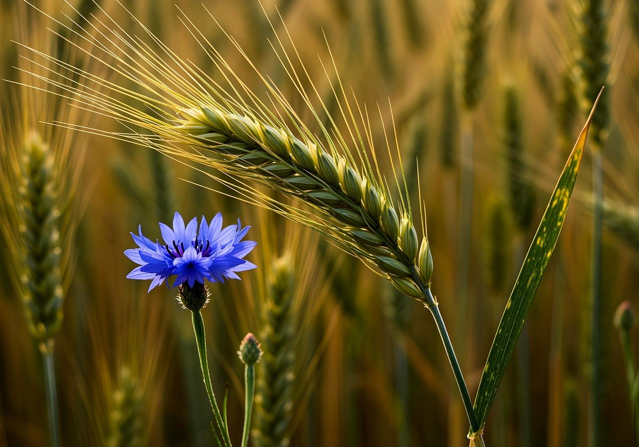 Circuits engagés : comprendre l’impact de l’agriculture durable sur l’environnement