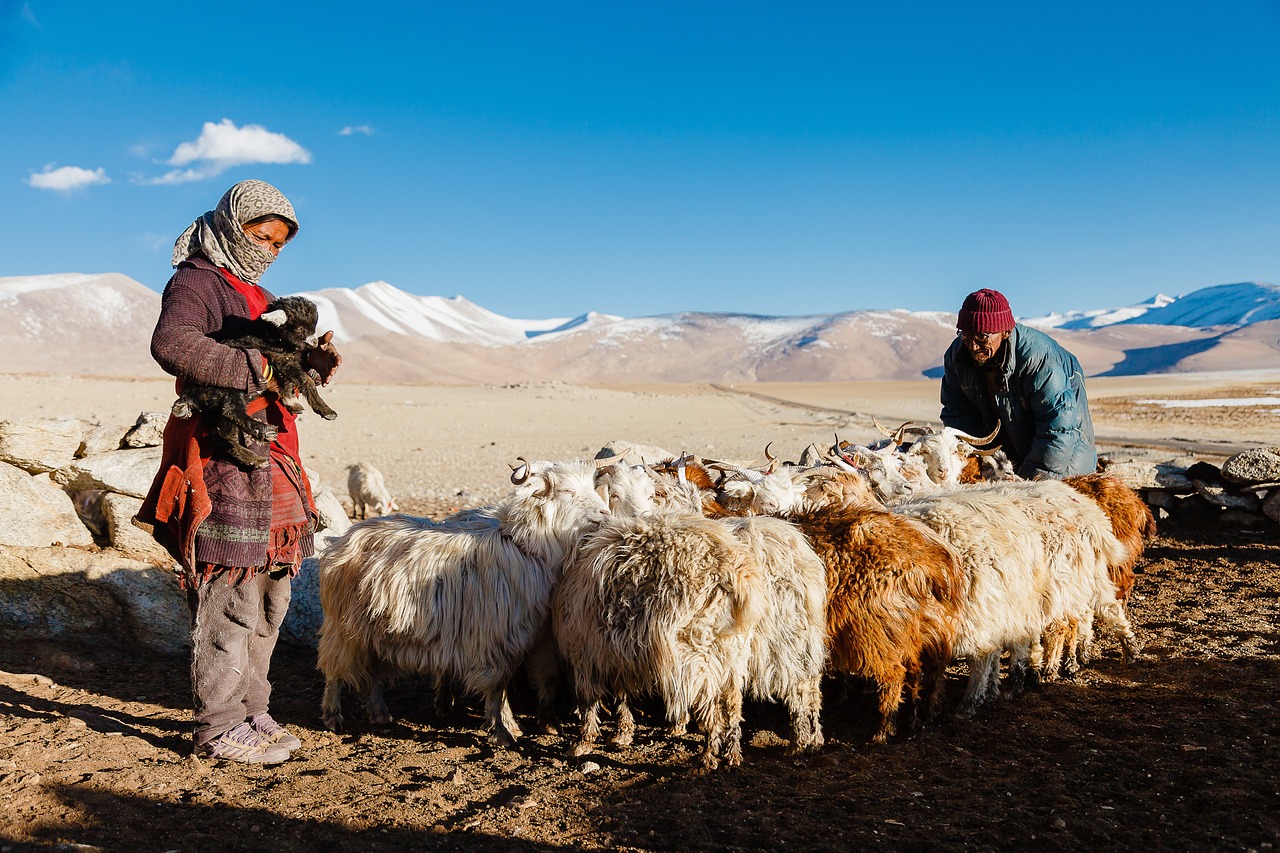 Tribus nomades : comprendre leur mode de vie et leurs valeurs