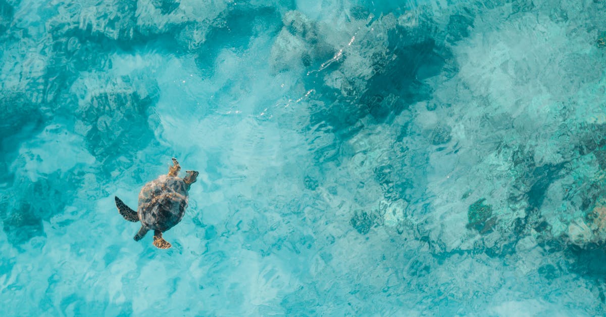 Voyager respectueusement : les bonnes pratiques pour un tourisme durable