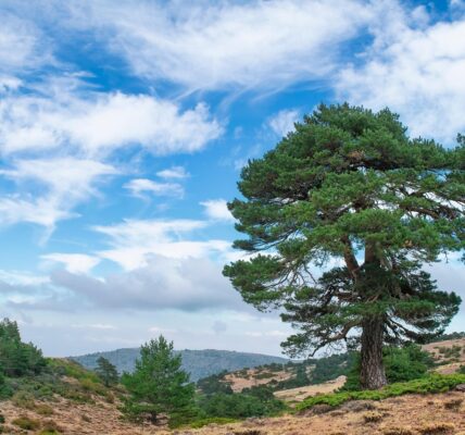 découvrez des conseils et astuces pour voyager de manière écologique et responsable, en réduisant votre empreinte carbone tout en explorant le monde.